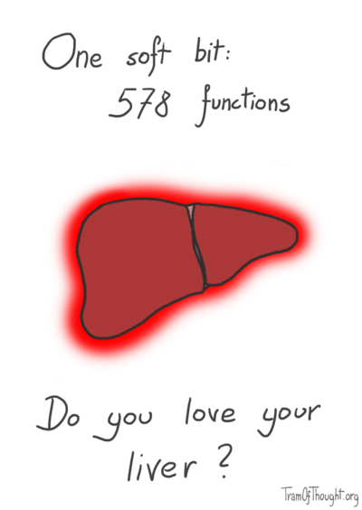 Liver is puctured: one soft bit, 578 functions. Do you love your liver?